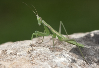 Tipo de mantis autctona Apteromantis aptera, 