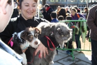 Perros y gatos fueron las mascotas mas numerosas