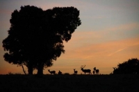 Ciervos en la Sierra de Hornachuelos