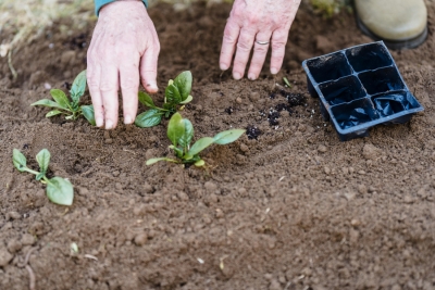 La sobrefertilización con fósforo reduce la capacidad de los suelos agrícolas de secuestrar carbono