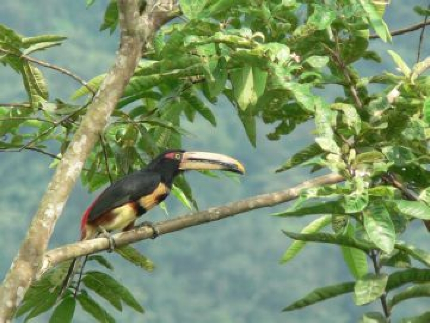 Más de 170 especies de aves diferentes son identificadas en los bosques de niebla andinos