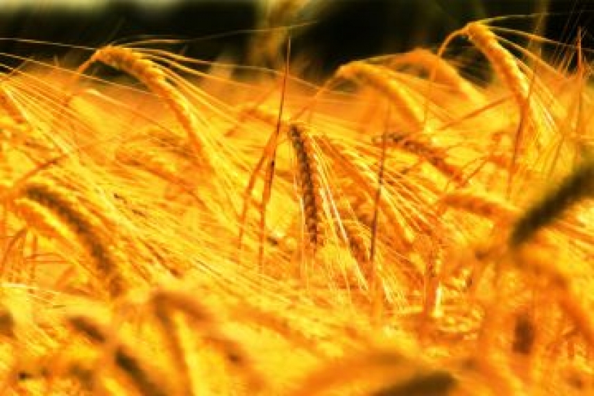 El aumento de la temperatura reducirá la producción mundial de trigo, según un estudio en Nature