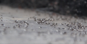 Hormigas alrededor de un hormiguero