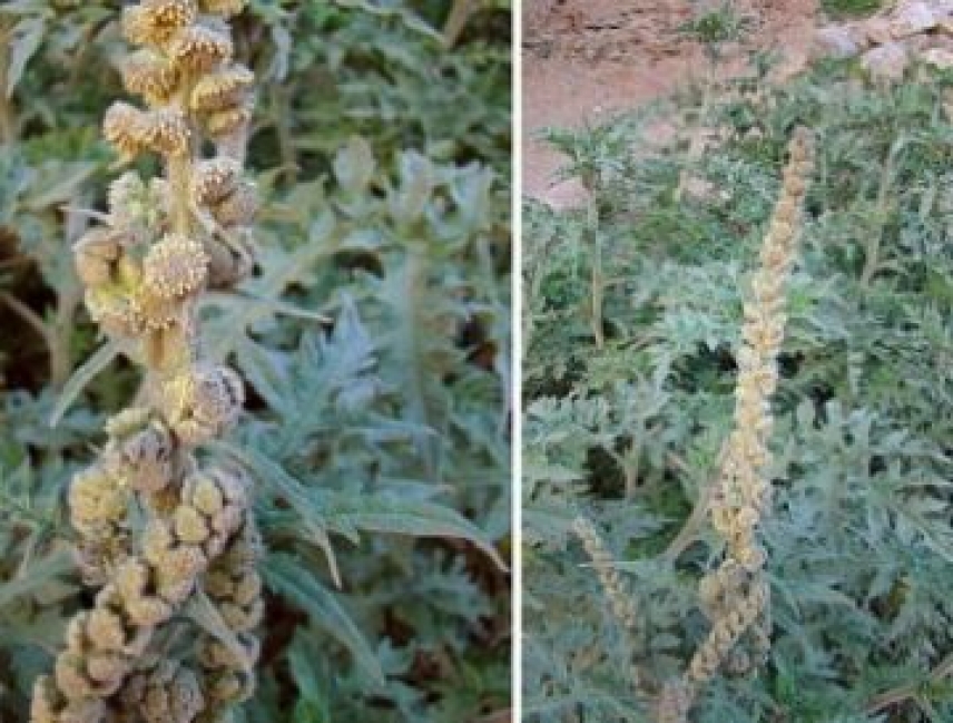 UCO SCIENCE. Two anti-cancer components found in Ambrosia arborescens