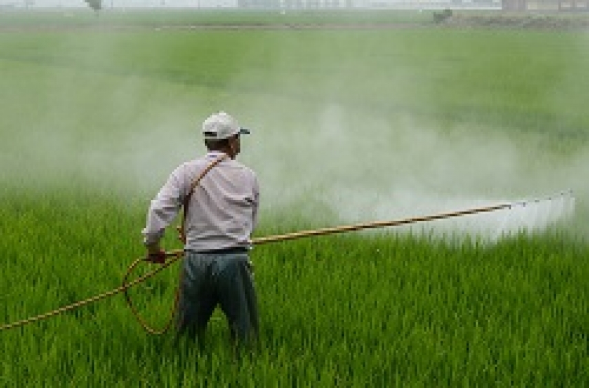 Consiguen paliar el daño celular producido por el pesticida ‘DDT’