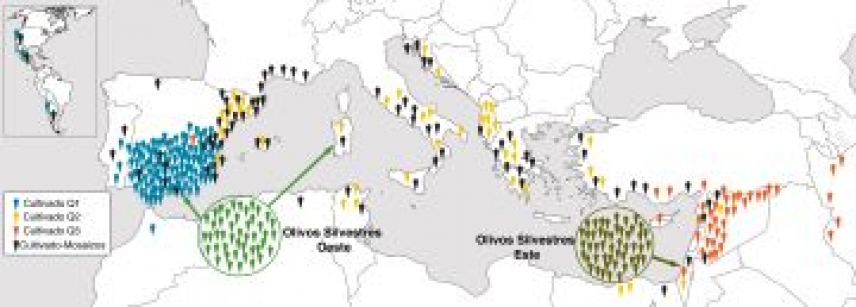 La domesticación del olivo presenta características diferenciadas en la cuenca mediterránea